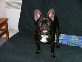 Pas de commentaire. Pas de commentaire.