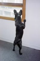 Pas de commentaire. Pas de commentaire.