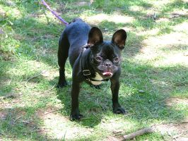 Pas de commentaire. Pas de commentaire.