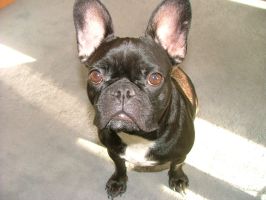 Pas de commentaire. Pas de commentaire.