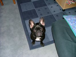 Pas de commentaire. Pas de commentaire.