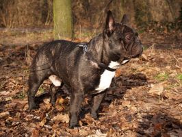 J'ai fait bien attention à ne pas glisser. J'ai fait bien attention à ne pas glisser.