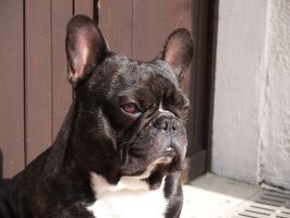 Le mur est assorti à mon poitrail. Le mur est assorti à mon poitrail.