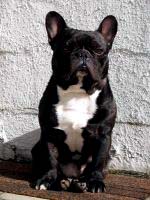 Je ne suis pas pudique! Je ne suis pas pudique!