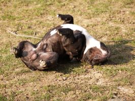 Je suis dans l'ombre prêt à bondir. Je suis dans l'ombre prêt à bondir.