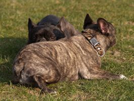 Pas de commentaire. Pas de commentaire.