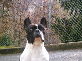 ''Non, par là, je te dis!!!''