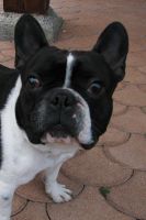 Ulkan le mendiant: ''Allez, môman, donnes moi un petit biscuit!!!''