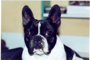 Ulkan le coquin: ''Je t'aurais, môman, tu finira bien par me le donner ce biscuit!!!''