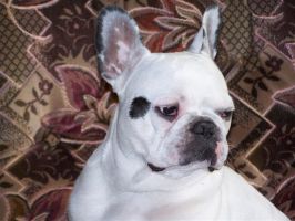 Ulysse (1) à 3 ans. Ulysse (1) à 3 ans.