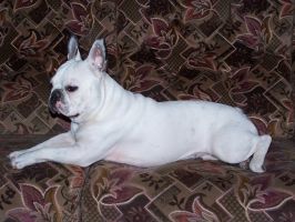 Pas de commentaire. Pas de commentaire.