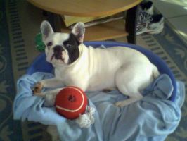 Pas de commentaire. Pas de commentaire.