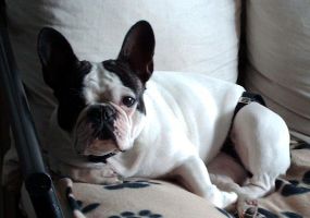 Pas de commentaire. Pas de commentaire.