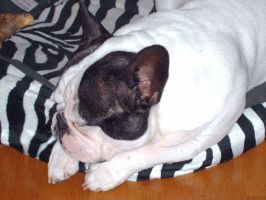 Pas de commentaire. Pas de commentaire.