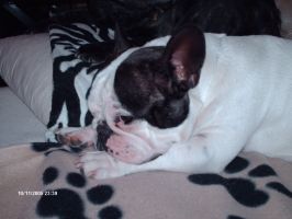 Pas de commentaire. Pas de commentaire.