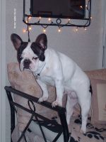 Pas de commentaire. Pas de commentaire.