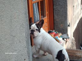 Pas de commentaire. Pas de commentaire.