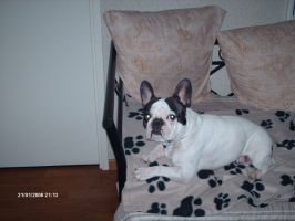 Pas de commentaire. Pas de commentaire.