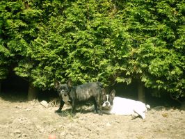 Pas de commentaire. Pas de commentaire.