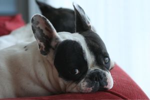 Pas de commentaire. Pas de commentaire.