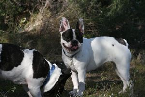 Pas de commentaire. Pas de commentaire.