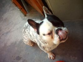 Pousse toi, j'ai pu de freins!!! Pousse toi, j'ai pu de freins!!!