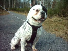 Verdi équilibriste. Verdi équilibriste.