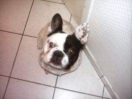 Un vrai mâle. Un vrai mâle.