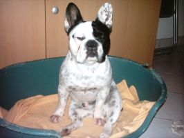 Pas de commentaire. Pas de commentaire.