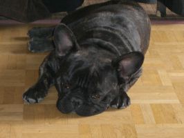 Pas de commentaire. Pas de commentaire.