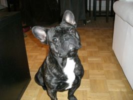 Pas de commentaire. Pas de commentaire.