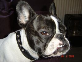 Pas de commentaire. Pas de commentaire.