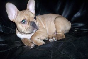 Volkano à 5 mois. Hé ta vu mon premier collier de grand garçon!!! Je suis trop fier moi! Volkano à 5 mois. Hé ta vu mon premier collier de grand garçon!!! Je suis trop fier moi!