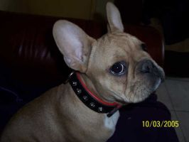 Volkano à 7 mois et demi. Quoi tu veux ma photo? Volkano à 7 mois et demi. Quoi tu veux ma photo?