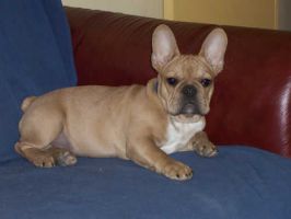 Volkano à 10 mois. Ma maman me trouve une tête de bisounours vous trouvez??? Volkano à 10 mois. Ma maman me trouve une tête de bisounours vous trouvez???