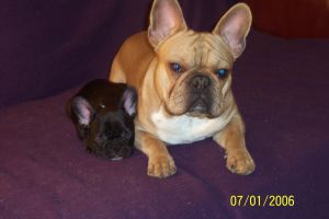 Volkano à 15 mois. Gentille la nouvelle copine pfffffffffff quelle patience! Volkano à 15 mois. Gentille la nouvelle copine pfffffffffff quelle patience!