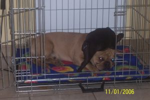 Volkano à 15 mois. Volkano à 15 mois.