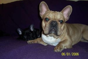 Volkano à 13 mois. Volkano à 13 mois.