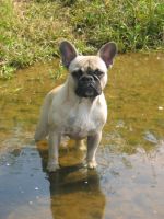 Pas de commentaire. Pas de commentaire.