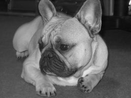 Pas de commentaire. Pas de commentaire.