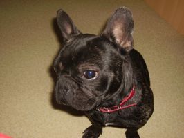 Snoop à 15 mois Snoop à 15 mois