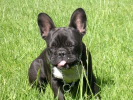 Taïga (1) à 18 mois Taïga (1) à 18 mois