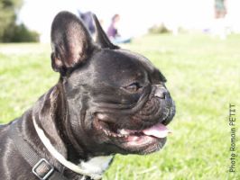 Taïga (2) Taïga (2)