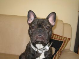 Végas à 1 an et demi