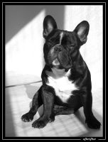 Viking à 20 mois Viking à 20 mois