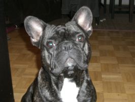 Virgile à 16 mois Virgile à 16 mois