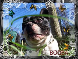 Pas de commentaire. Pas de commentaire.