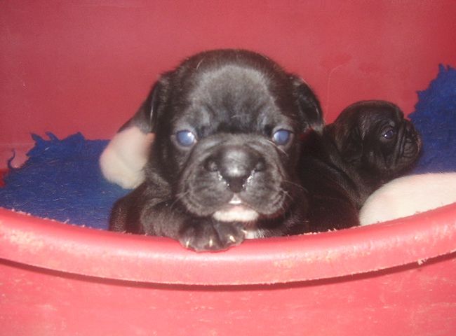 19 jours Aïsha est presque le double de l'autre femelle bringée