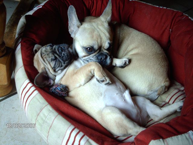 Arletti et Bolek dorment ensemble