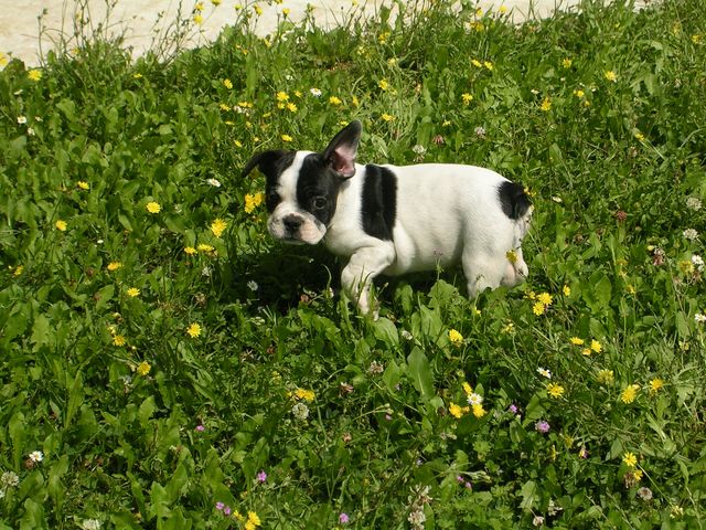 Dans le jardin